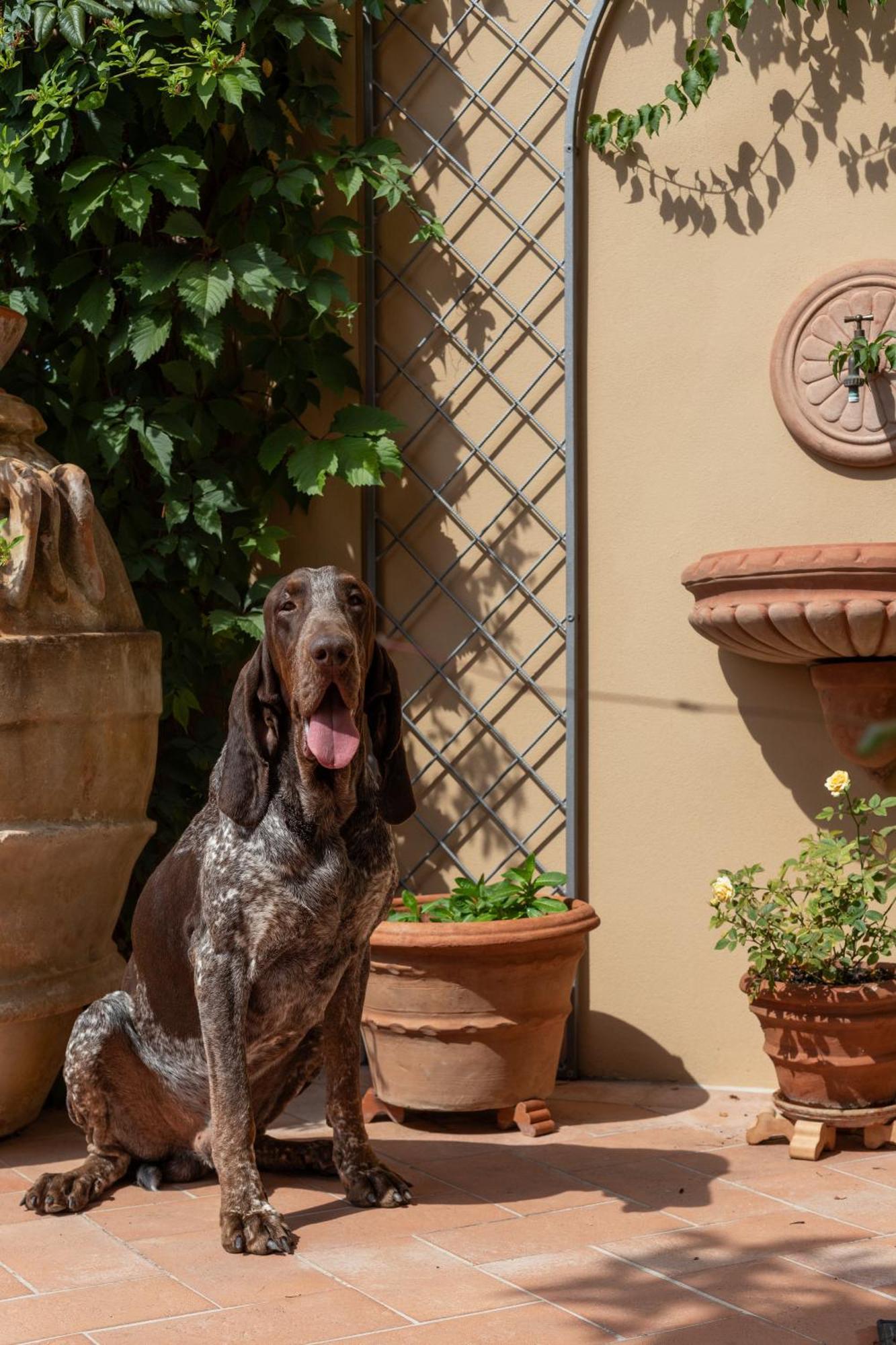 Castellinaria Bed & Breakfast Lari Dış mekan fotoğraf